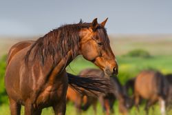 Audrey Grace Horse Auction