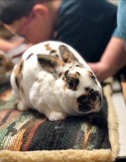 cute white and brown rabbit